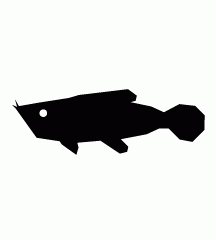 4D number 2177 in Magnum dream dictionary - Arowana (金龙鱼)