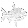 4D number 0651 in SportsToto dream dictionary