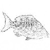 4D number 0656 in SportsToto dream dictionary