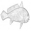4D number 0687 in SportsToto dream dictionary