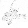 4D number 0706 in SportsToto dream dictionary - Dragonet (鼠衔)