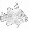 4D number 0743 in SportsToto dream dictionary