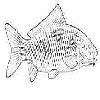 4D number 0756 in SportsToto dream dictionary