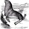 4D number 2549 in SportsToto dream dictionary - Steller Sea Lion (海驴)