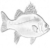 4D number 2663 in SportsToto dream dictionary