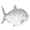 4D number 2717 in SportsToto dream dictionary