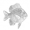 4D number 2729 in SportsToto dream dictionary