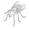 4D number 2828 in SportsToto dream dictionary - Fly (苍蝇)